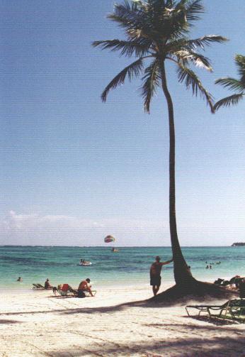 2tree.JPG (29142 bytes)
