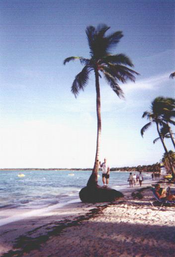 tree.JPG (27366 bytes)